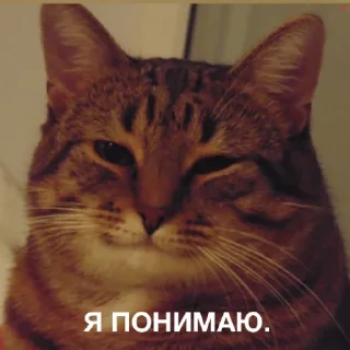 Стикер котикикотики - 7