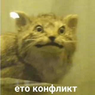 Стикер котикикотики - 0