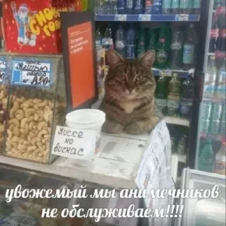 Стикер котикикотики - 3