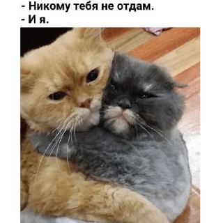 Стикер котикикотики - 6