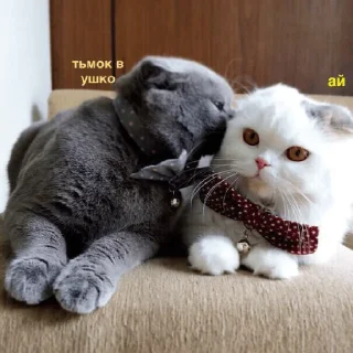 Стикер котикикотики - 5