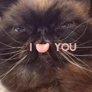 Стикер котикикотики - 2