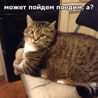 Стикер котикикотики - 10