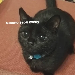 Стикер котикикотики - 9