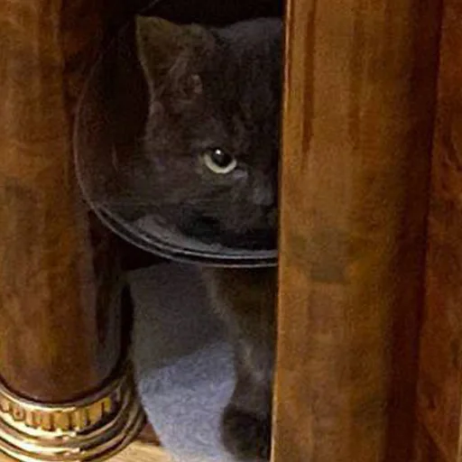 животное кошки малого и среднего размера комнатный