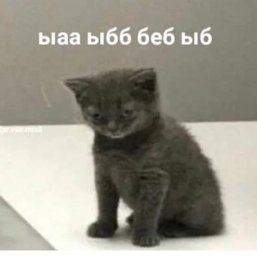 млекопитающее животное кошка