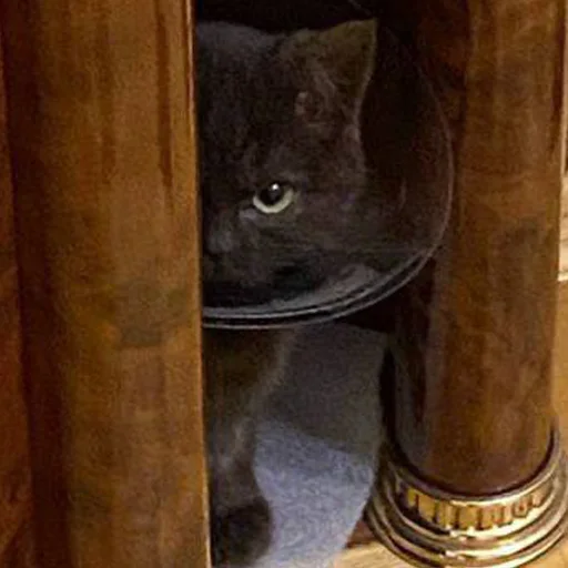 животное кошки малого и среднего размера комнатный