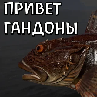 fish animal text