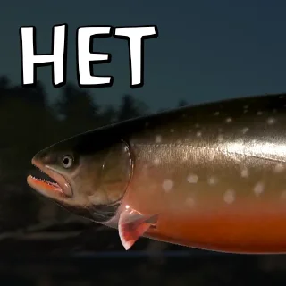 animal fish fish products