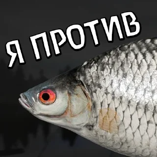 fish animal fish products