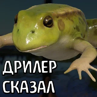 animal frog amphibian