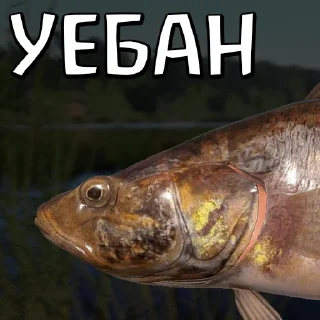 animal fish fish products