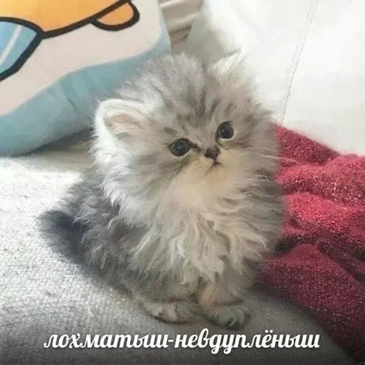 Стикер rfzitqkhck_by_WeStickerbot - 1