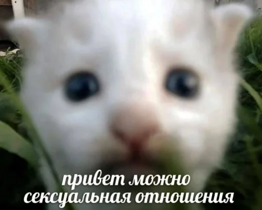 Стикер rfzitqkhck_by_WeStickerbot - 1