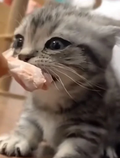 Стикер rfzitqkhck_by_WeStickerbot - 1