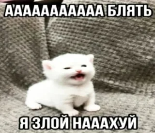 Sticker Котики @WeStickerbot - 7