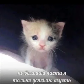 Sticker Котики @WeStickerbot - 1