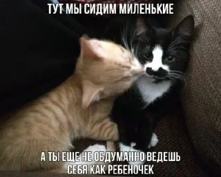 Sticker Котики @WeStickerbot - 3