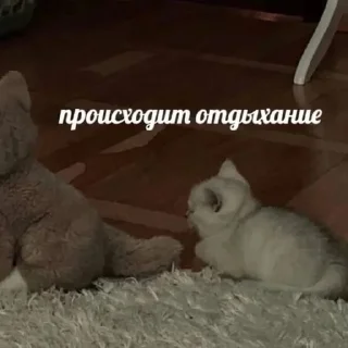 Sticker Котики @WeStickerbot - 4