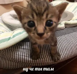 Sticker Котики @WeStickerbot - 8