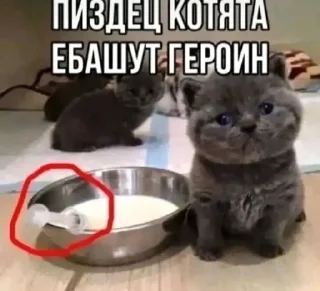 Sticker Котики @WeStickerbot - 10