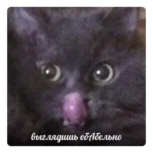 животное млекопитающее кошки малого и среднего размера