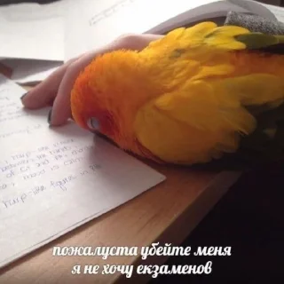 Стикер Сброситься с крыши или заговорить с ней? - 9