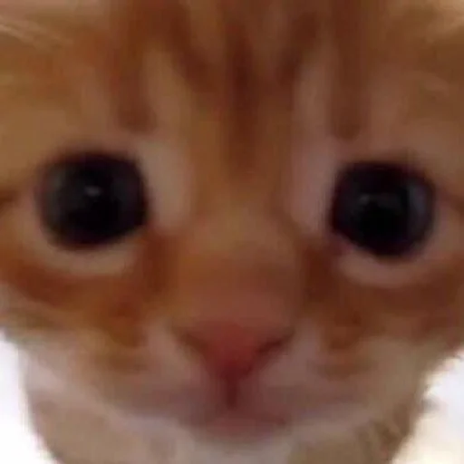 @thmskitty котикирофл :: @fStikBot - животное