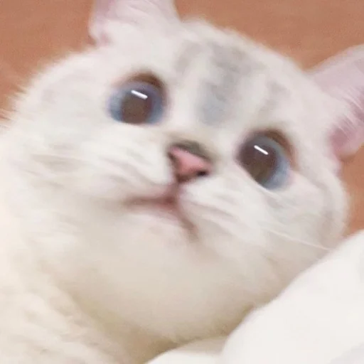 животное млекопитающее кошка