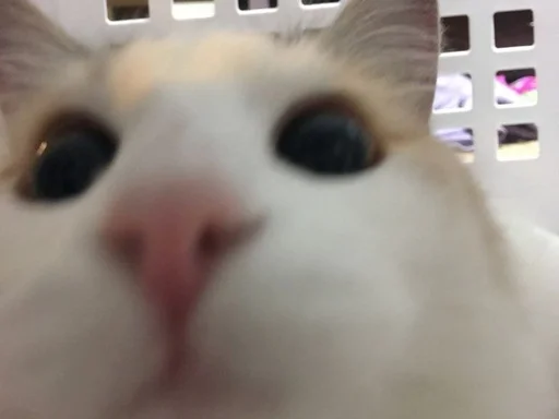 животное млекопитающее кошка