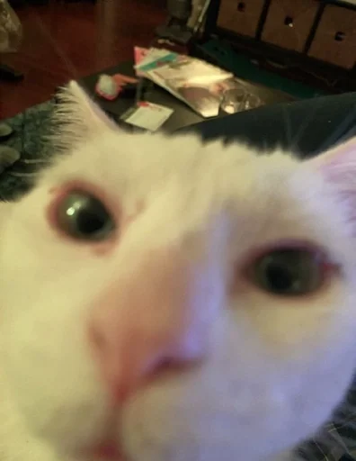 животное кошки малого и среднего размера комнатный