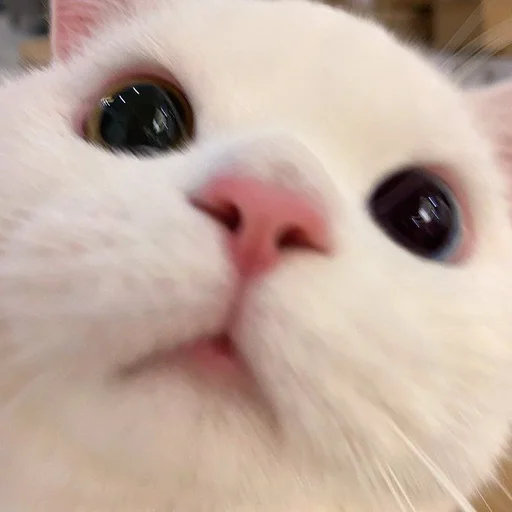 млекопитающее животное кошка