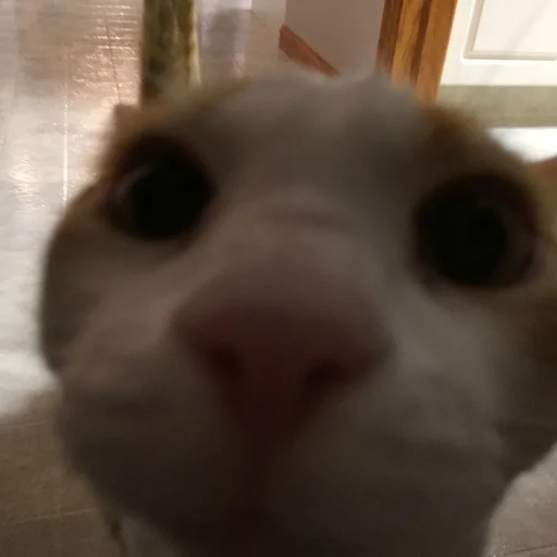 млекопитающее животное комнатный