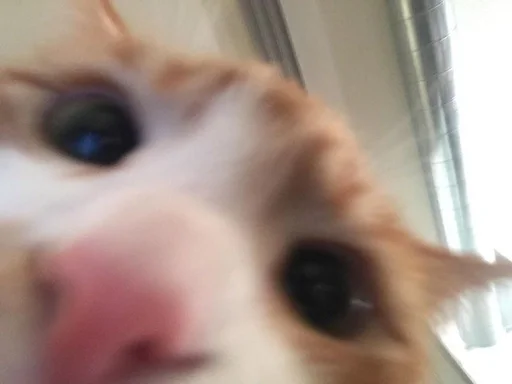 животное млекопитающее домашнее животное