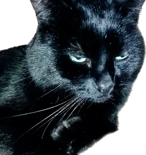 Стикер richarrrrrd - 1