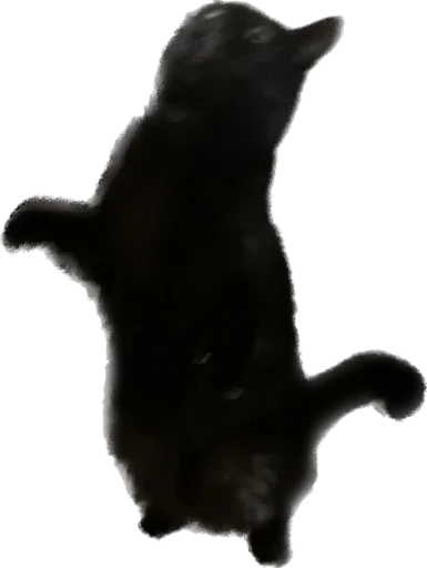 rich chort 🐈‍⬛ - 