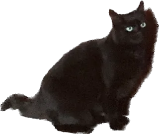 Стикер rich chort 🐈‍⬛ - 3