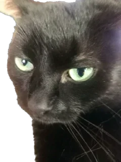 Стикер rich chort 🐈‍⬛ - 2