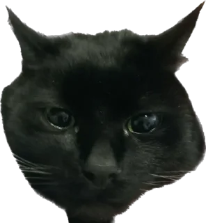 Стикер rich chort 🐈‍⬛ - 5