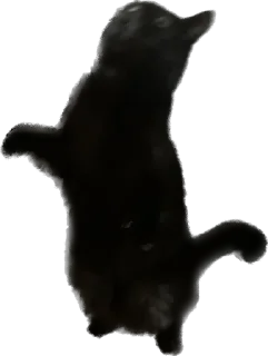 Стикер rich chort 🐈‍⬛ - 10