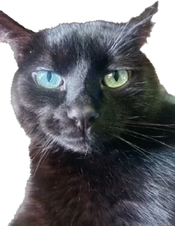 Стикер rich chort 🐈‍⬛ - 6