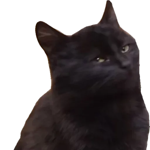 Sticker Кошаки - 1