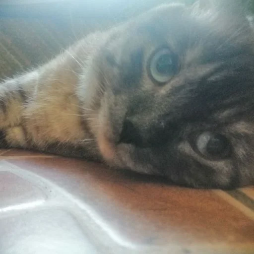 Sticker rikushatopavtorabdaraaaa - 1