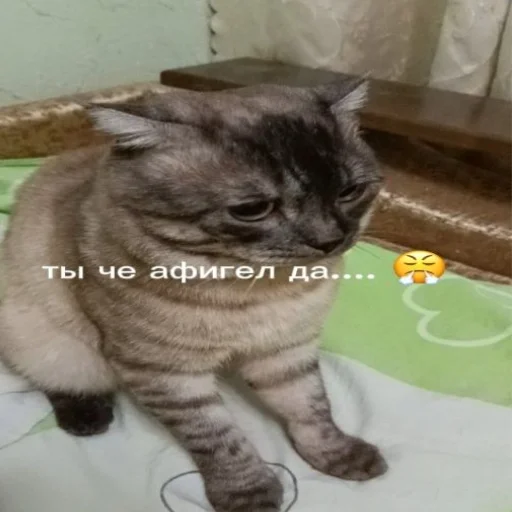 Sticker rikushatopavtorabdaraaaa - 1