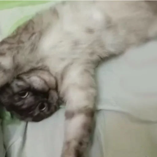 Sticker rikushatopavtorabdaraaaa - 1