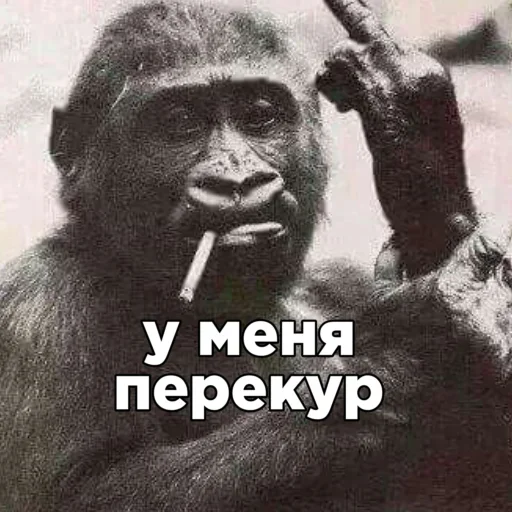 Sticker rimBVkhoGBxzQF_by_stickers_stealer_bot - 1