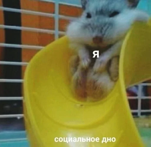 mammal animal rodent