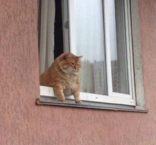 window building small to medium-sized cats