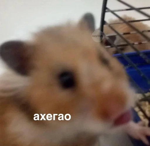 mammal animal hamster