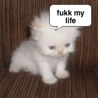 Sticker @kapechto rio de janeiro - 1